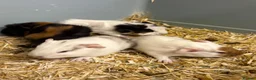 Guinea Pig rodents for sale: Girl and boy babies  - Advert 1