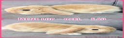 Mini Lop rabbits for sale: Mini Lop Rabbits - Advert 2