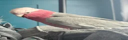 Cockatoo birds for sale: Cockatoo galah  - Advert 6
