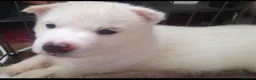 Siberian Husky dogs for sale: Pure White Siberian Husky Pups - Advert 3