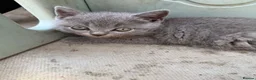 British Shorthair cats for sale: 4 British shorthair kittens - Advert 11