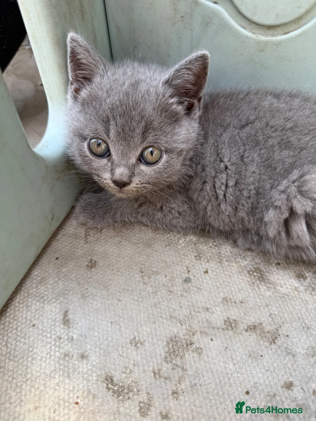 British Shorthair cats for sale: 4 British shorthair kittens - Advert 11