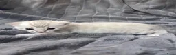 Bengal cats for sale: Top quality Snow Leopard spotted Bengal Kittens - Advert 10