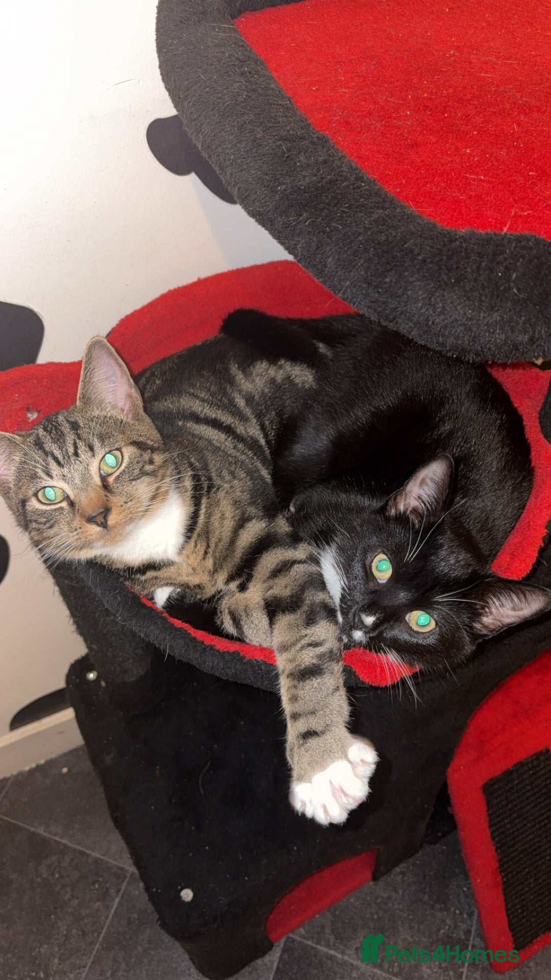 Mixed Breed cats for sale: 2 brother and sister cats  - Advert 1