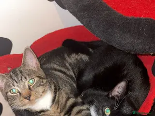 Mixed Breed cats 2 brother and sister cats - Advert 10