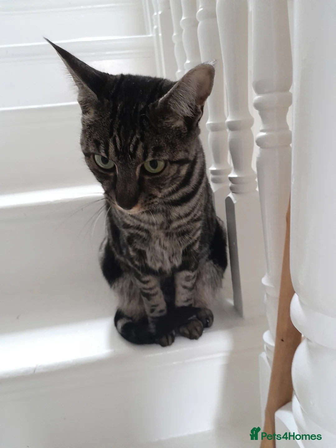 Savannah cats for sale: TICA Reg F4 Silver & Black Marbled Savannah  - Advert 15