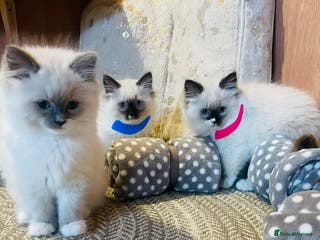 Ragdoll cats Ragdoll kittens ready 28th Jan - Advert 4