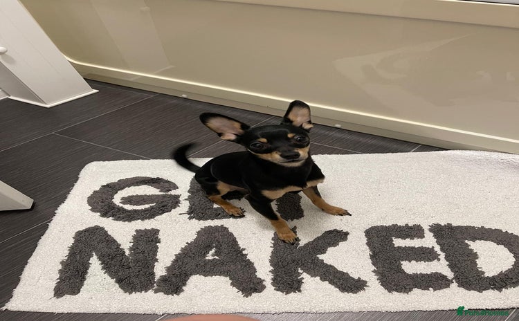 Russian Toy Terrier dogs - Advert 1