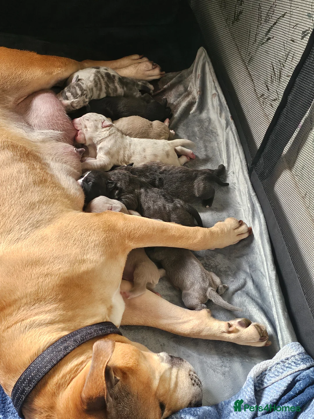 Mixed Breed dogs for sale: Stunning Bandogge Puppies Blue, Merle Dilute Lines - Advert 1