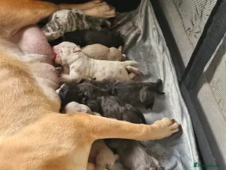 Mixed Breed dogs Stunning Bandogge Puppies Blue, Merle Dilute Lines - Advert 2