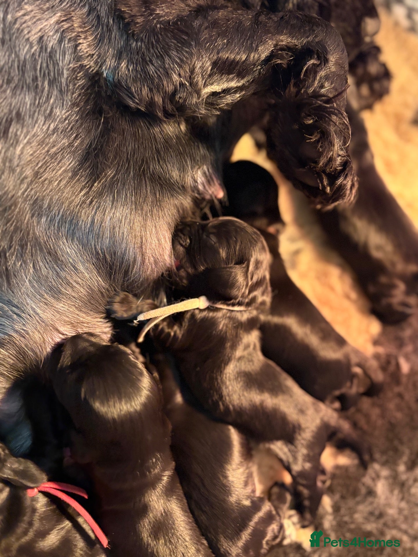 Cocker Spaniel dogs for sale: true show type puppies.  - Advert 15