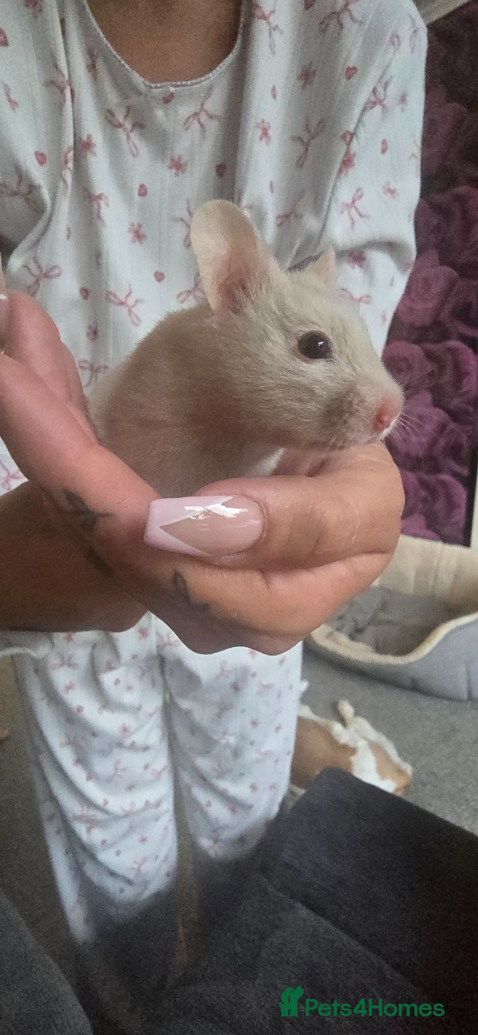 Hamster rodents Hamster - Advert 1