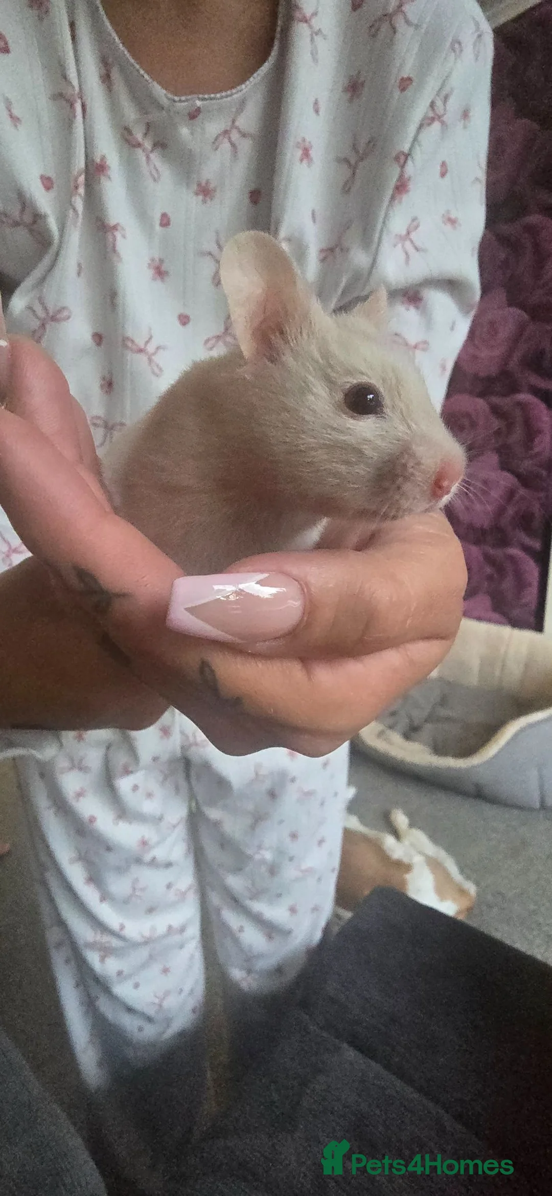 Hamster rodents for sale: Hamster in Milton Keynes - Advert 1