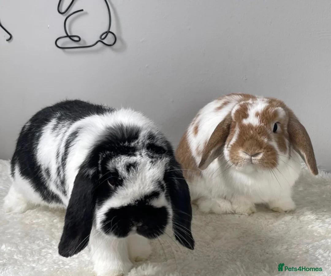 Mini Lop rabbits for sale: Male and female bonded rabbit pair  in Oldham - Advert 2