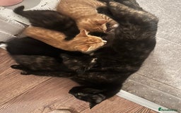 Mixed Breed cats for sale: Full black kitten .  - Image 5