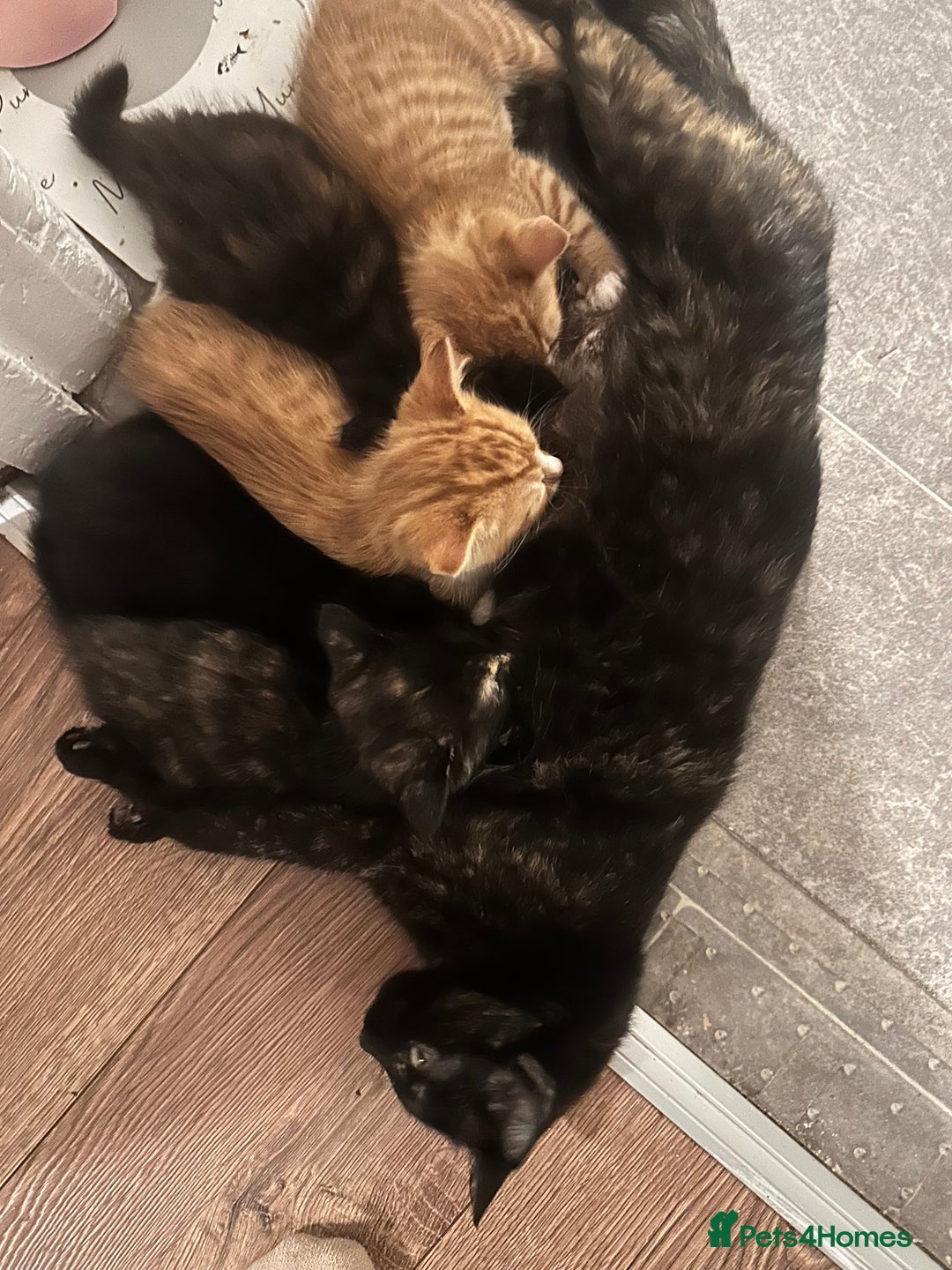 Mixed Breed cats for sale: Full black kitten .  - Image 5