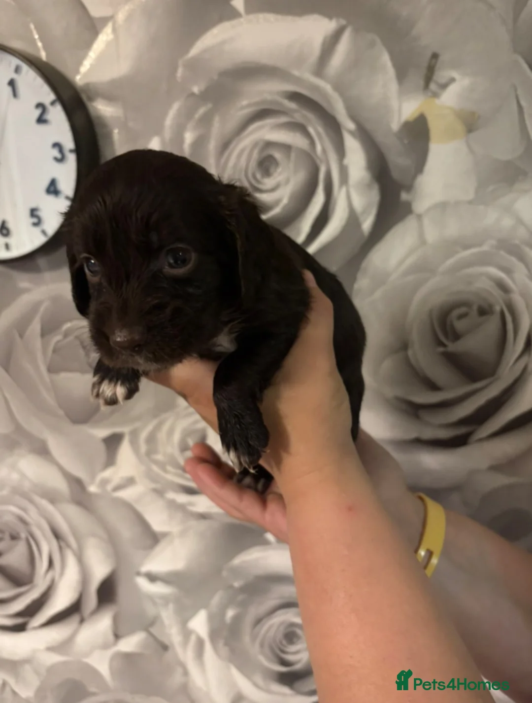 Cocker Spaniel dogs for sale: 5 stunning cocker spaniels  in Bristol - Advert 2