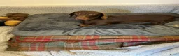 Miniature Dachshund dogs for sale: Miniature dachshund in Doncaster - Advert 2