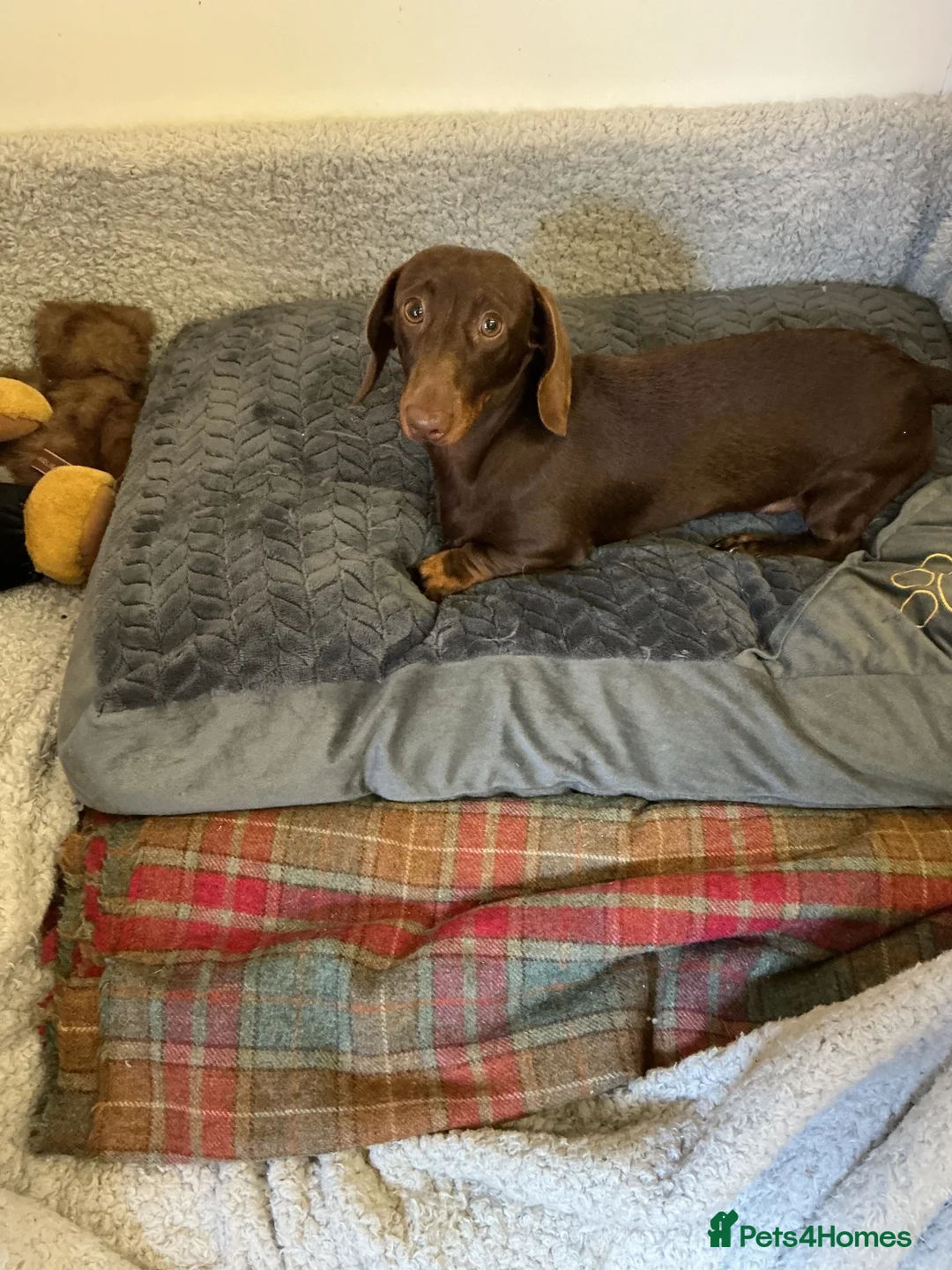 Miniature Dachshund dogs for sale: Miniature dachshund in Doncaster - Advert 2