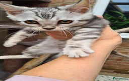 Bengal cats for sale: Female and male Bengal kittens - Advert 22