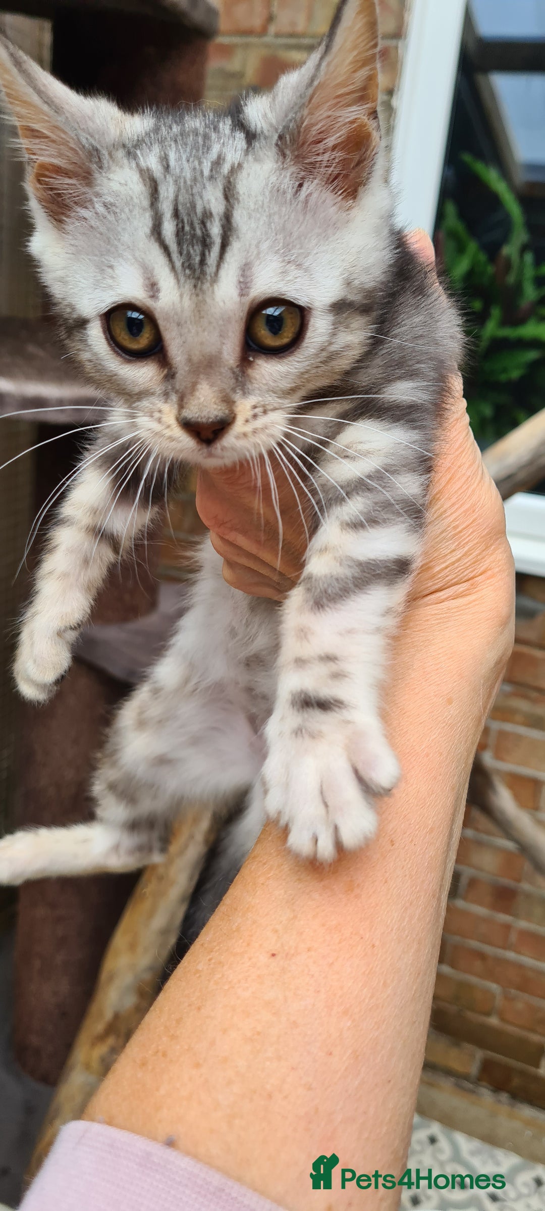 Bengal cats for sale: Female and male Bengal kittens - Advert 22