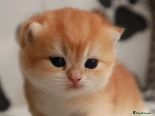 British Longhair cats British Longhair BSH - Advert 5