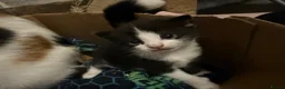 Mixed Breed cats for sale: 6 beautiful kittens   in Glasgow - Advert 6