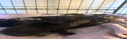 Domestic Shorthair cats for sale: 6 Curious Loving Domestic Shorthair Kittens - Advert 19