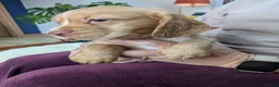 Cocker Spaniel dogs for sale: Stunning Cocker Spaniel Puppies  - Advert 1