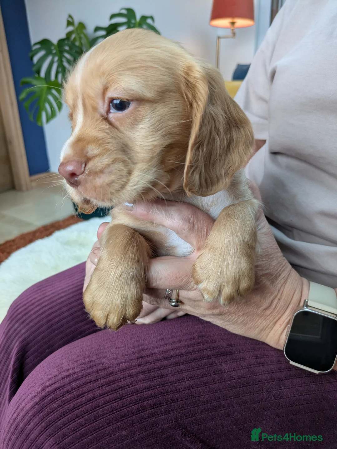 Cocker Spaniel dogs for sale: Stunning Cocker Spaniel Puppies  - Advert 1