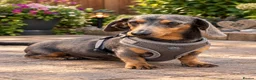 Miniature Dachshund dogs for sale: Adorable tiny miniature daxies available  - Advert 4