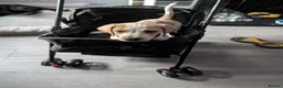 Beagle dogs for sale: Lemon & white  in Chester - Advert 2
