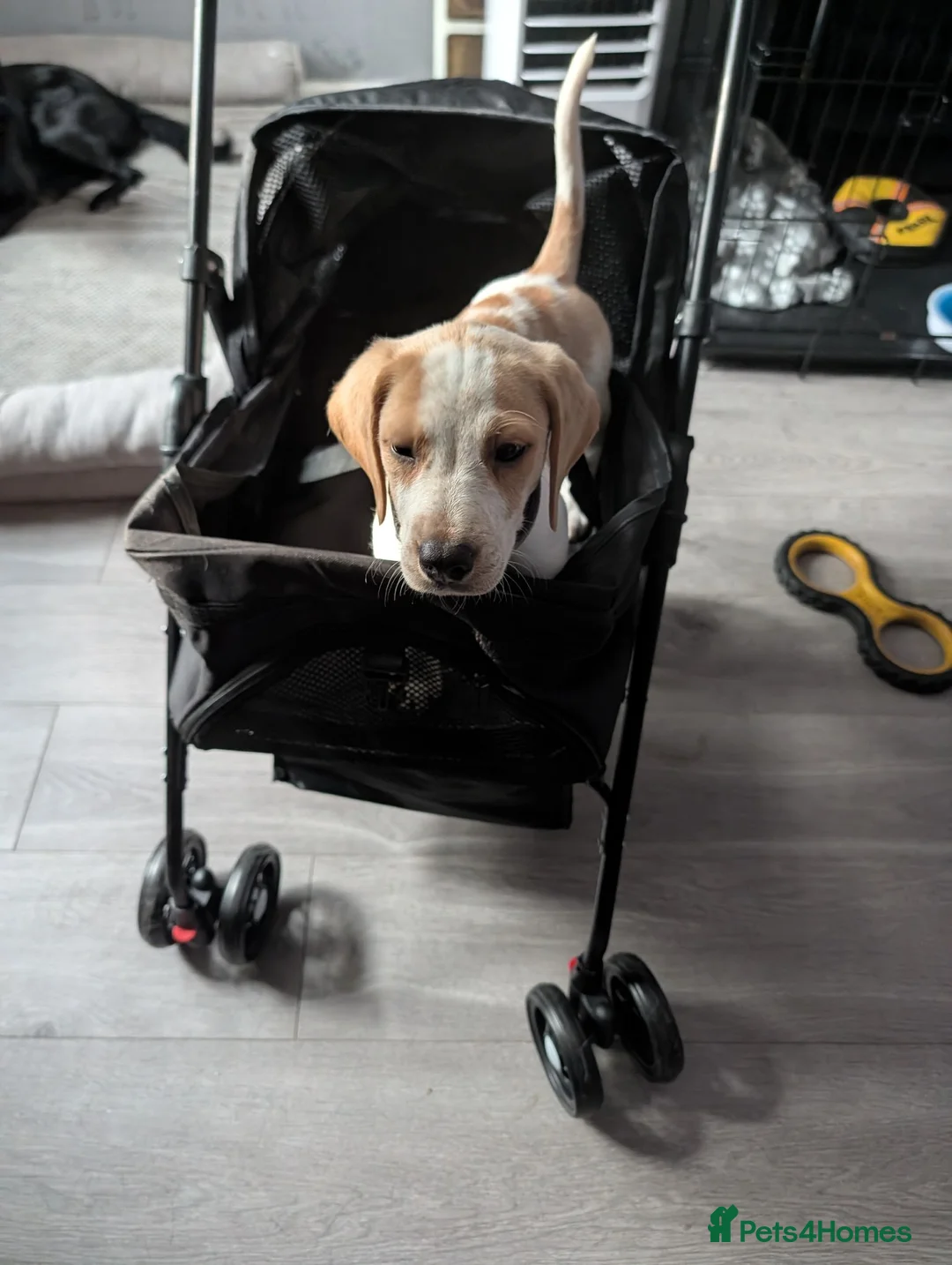 Beagle dogs for sale: Lemon & white  in Chester - Advert 2