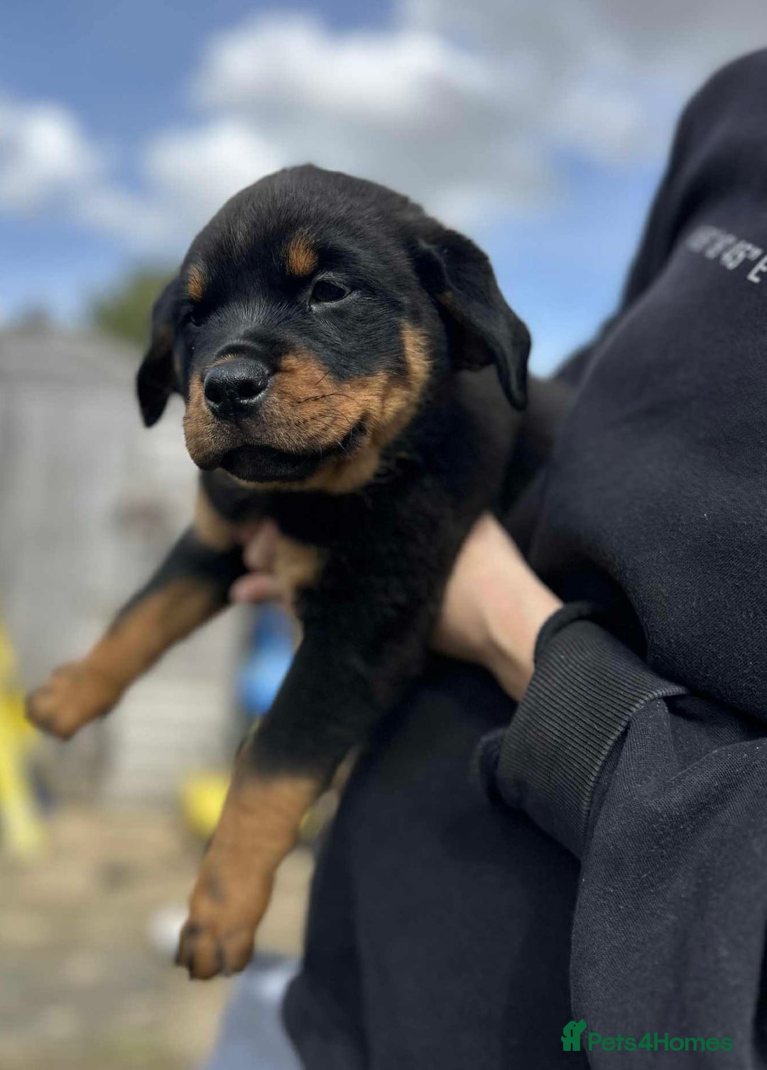 Rottweiler dogs for sale: Rottweiler puppies  - Image 10