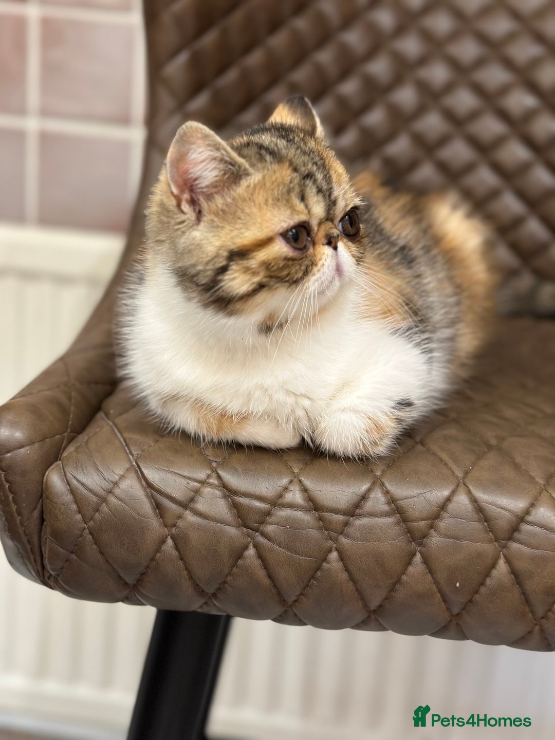 Exotic cats for sale: Beautiful exotic shorthair  - Image 16