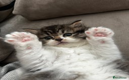 Persian cats for sale: Persian Kittens Looking for Loving Homes - Advert 11