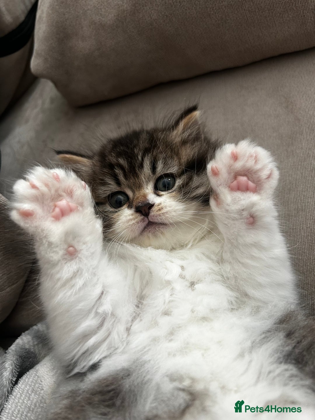 Persian cats for sale: Persian Kittens Looking for Loving Homes - Advert 11