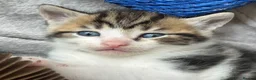 Mixed Breed cats for sale: Beautiful Affectionate Kittens - Advert 10