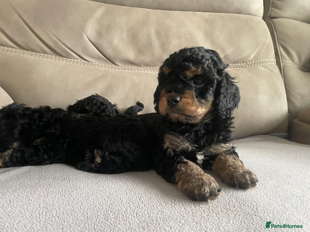 Cavapoo dogs for sale: ⭐ adorable Cavapoo’s ⭐  - Advert 11