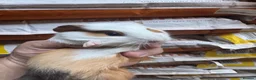 Guinea Pig rodents for sale: 6 beautiful guinea pigs very friendly - Advert 9