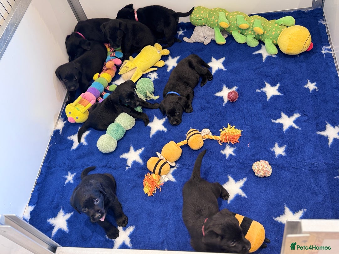 Labrador Retriever dogs for sale: Gorgeous KC Registered Labrador Retriever Puppies - Image 26