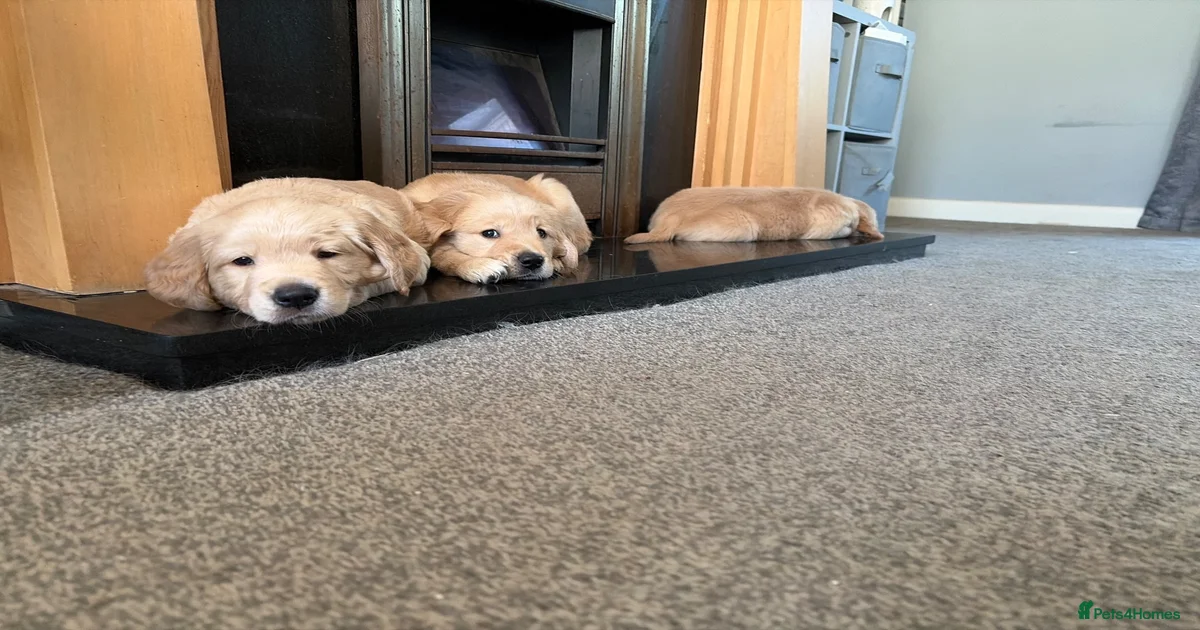 Golden Retriever Puppies for sale in Coleshill, Warwickshire | Pets4Homes