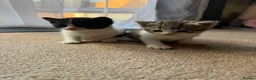 Mixed Breed cats for sale: 3 male kittens for sale  in Evesham - Advert 26