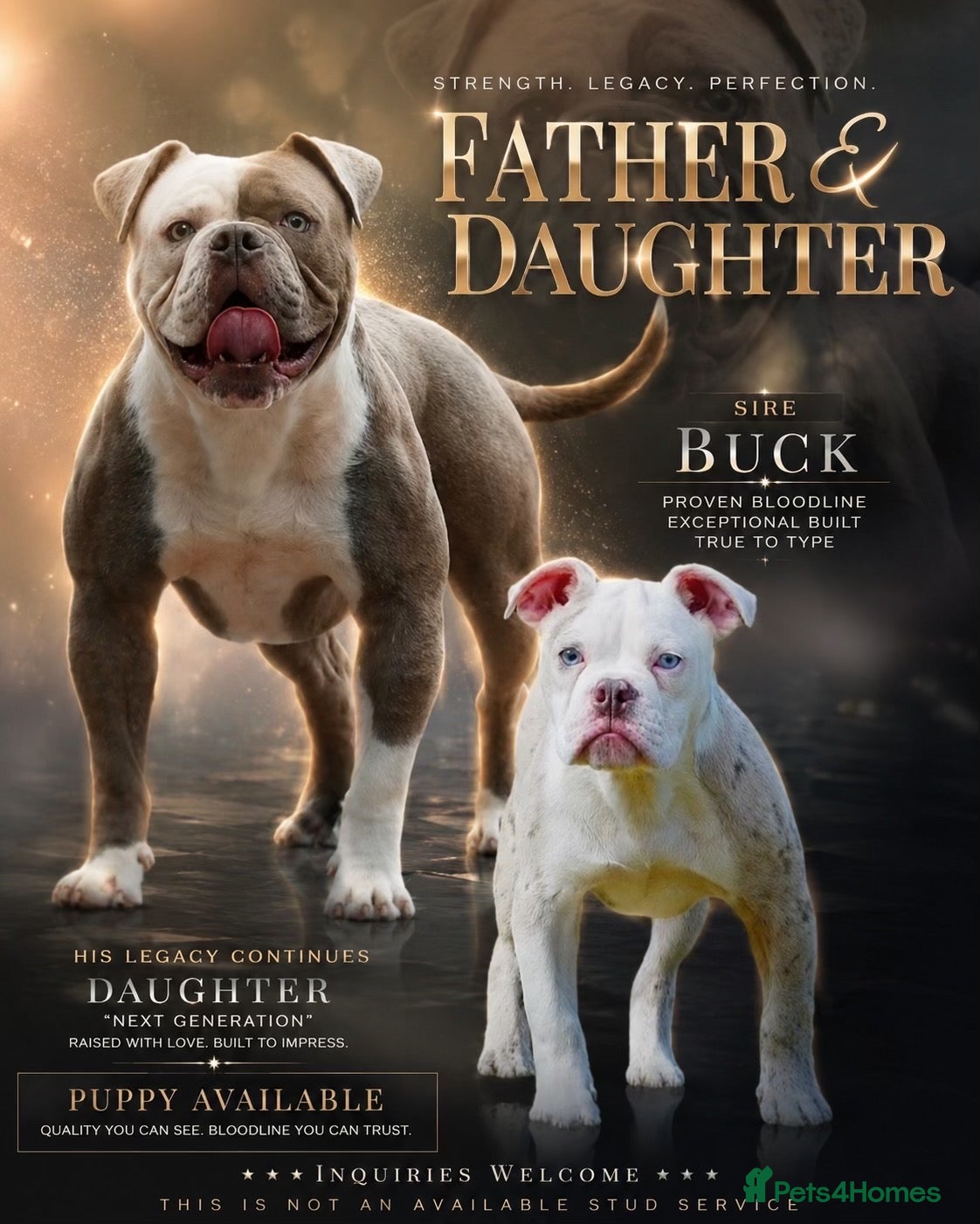 Olde English Bulldogge dogs 23❤️YEARS❤️5⭐️RATED❤️LICENSED❤️PROFESSIONALS❤️ - Advert 2