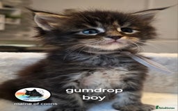 Maine Coon cats for sale: Maine coon kittens - Image 16