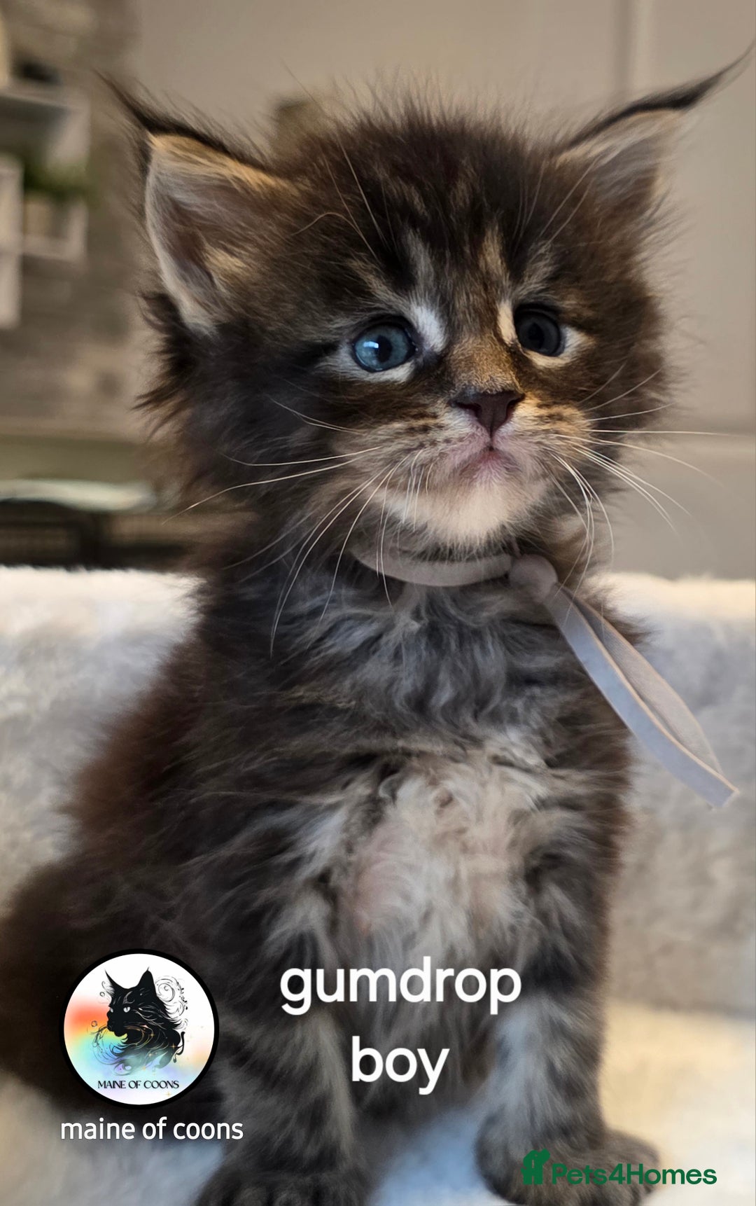 Maine Coon cats for sale: Maine coon kittens - Image 16