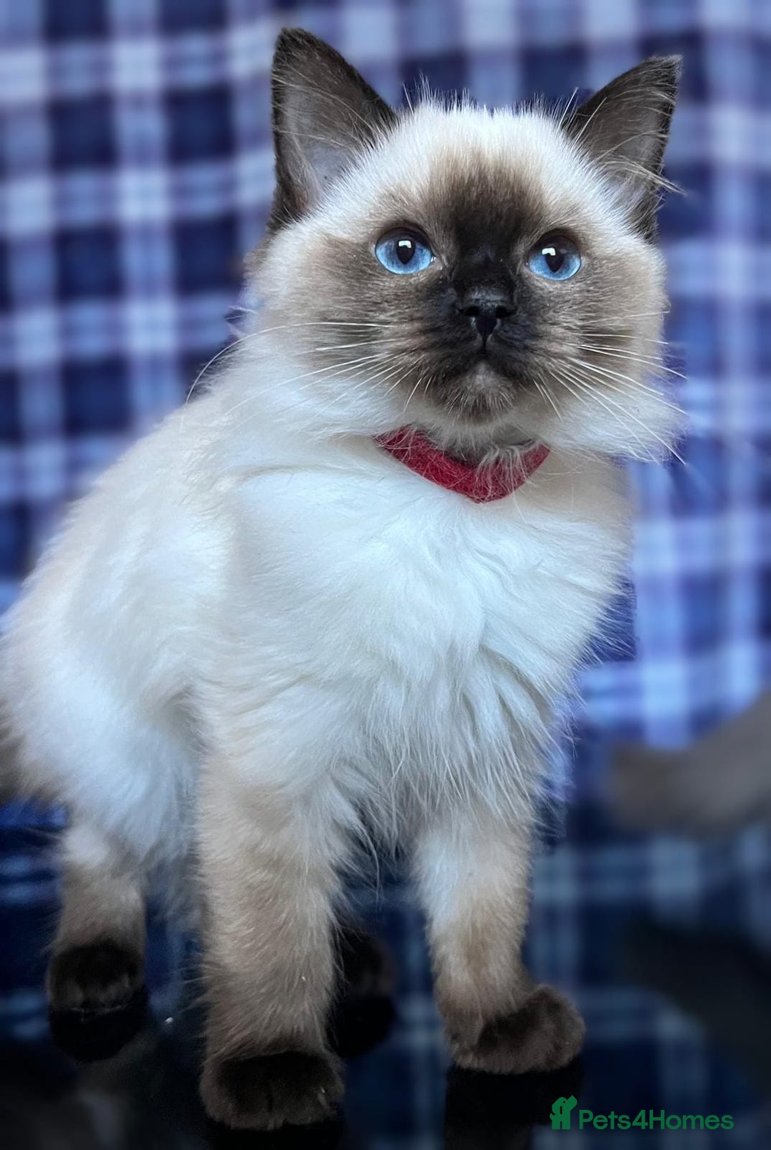 Ragdoll cats for sale: FIFe Registered Ragdoll Kittens Champion Line  - Image 11