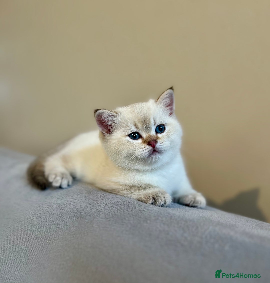 British Shorthair cats for sale: 🐾 Purebred BSH Kittens 🐾 - Advert 5