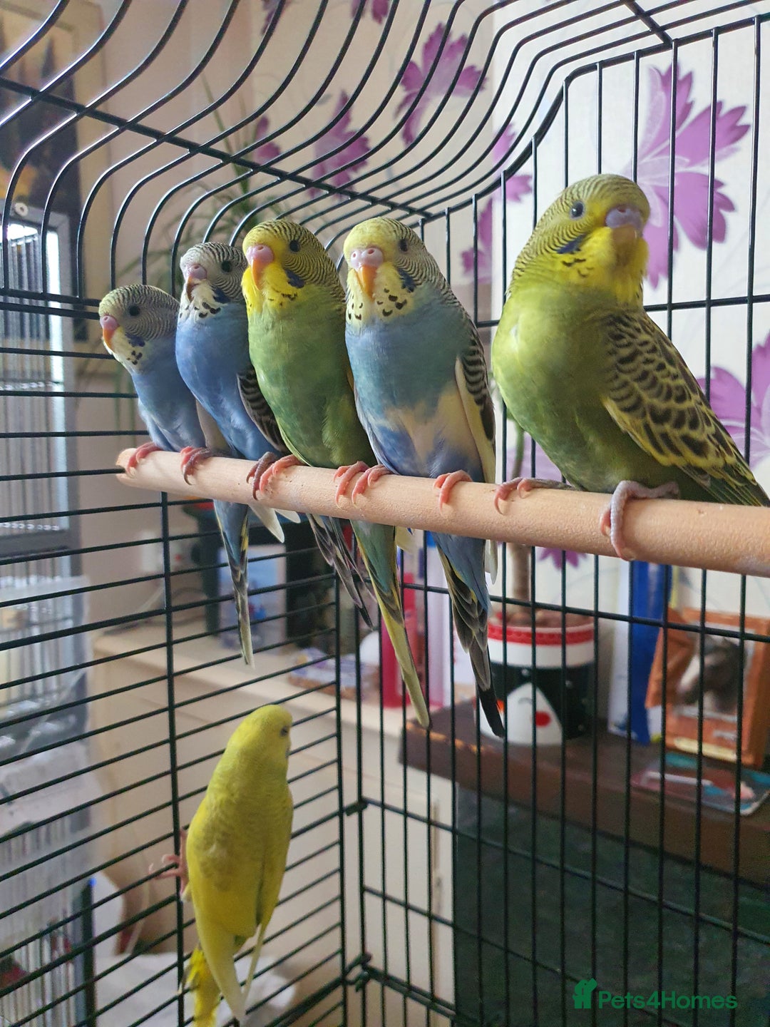 Budgerigars birds for sale: Baby budgies - Image 1