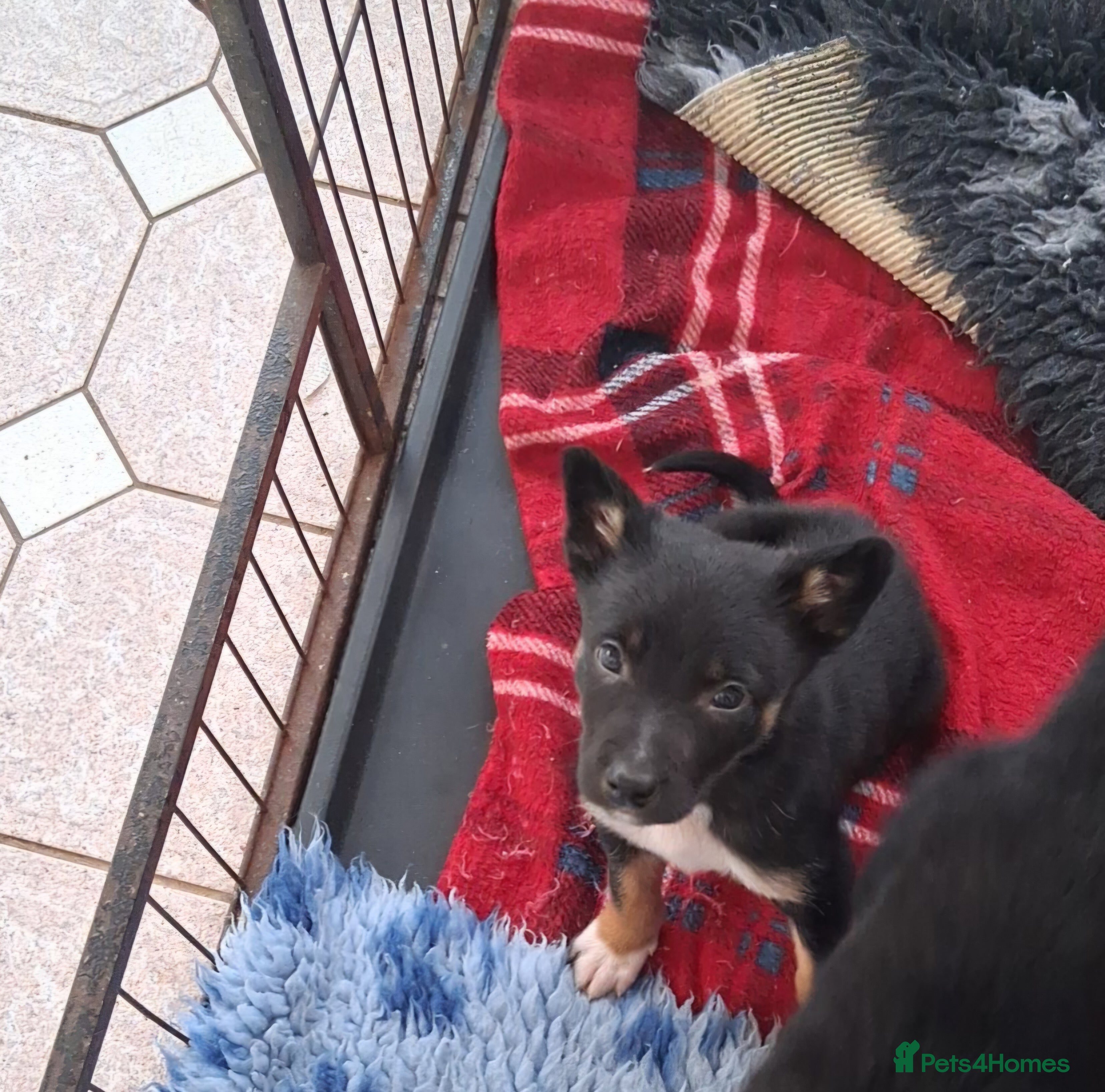Mixed Breed dogs Kelpie cross collie pups.  - Advert 7